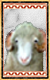Mascota: oveja