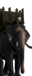 Słonie indyjskie
