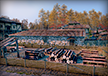 Lumber Camp