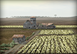 Farma pszenicy