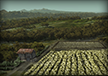 Weizenfelder
