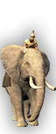 Afričtí sloni